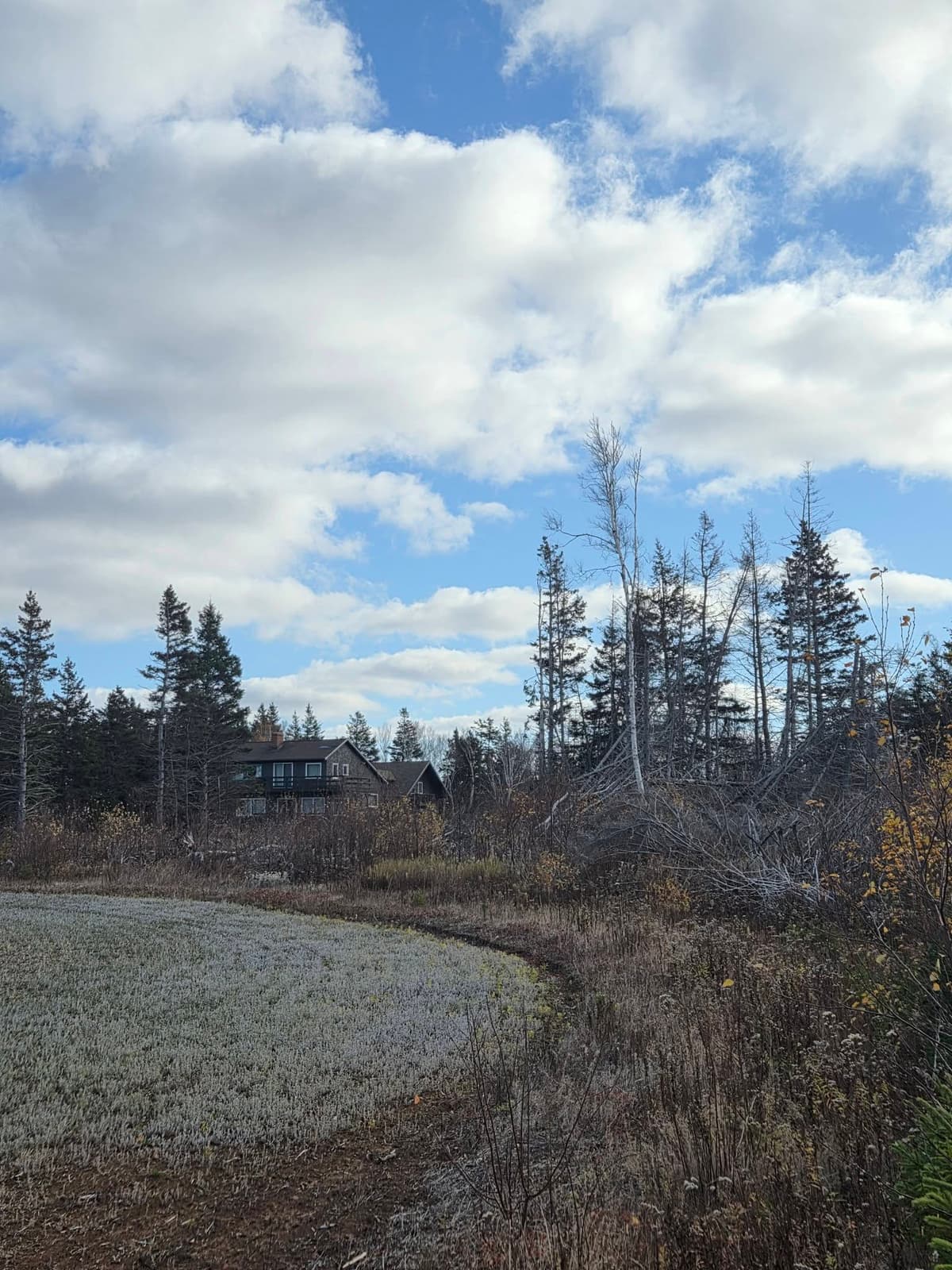 Tree service project in Prince Edward Island (2)