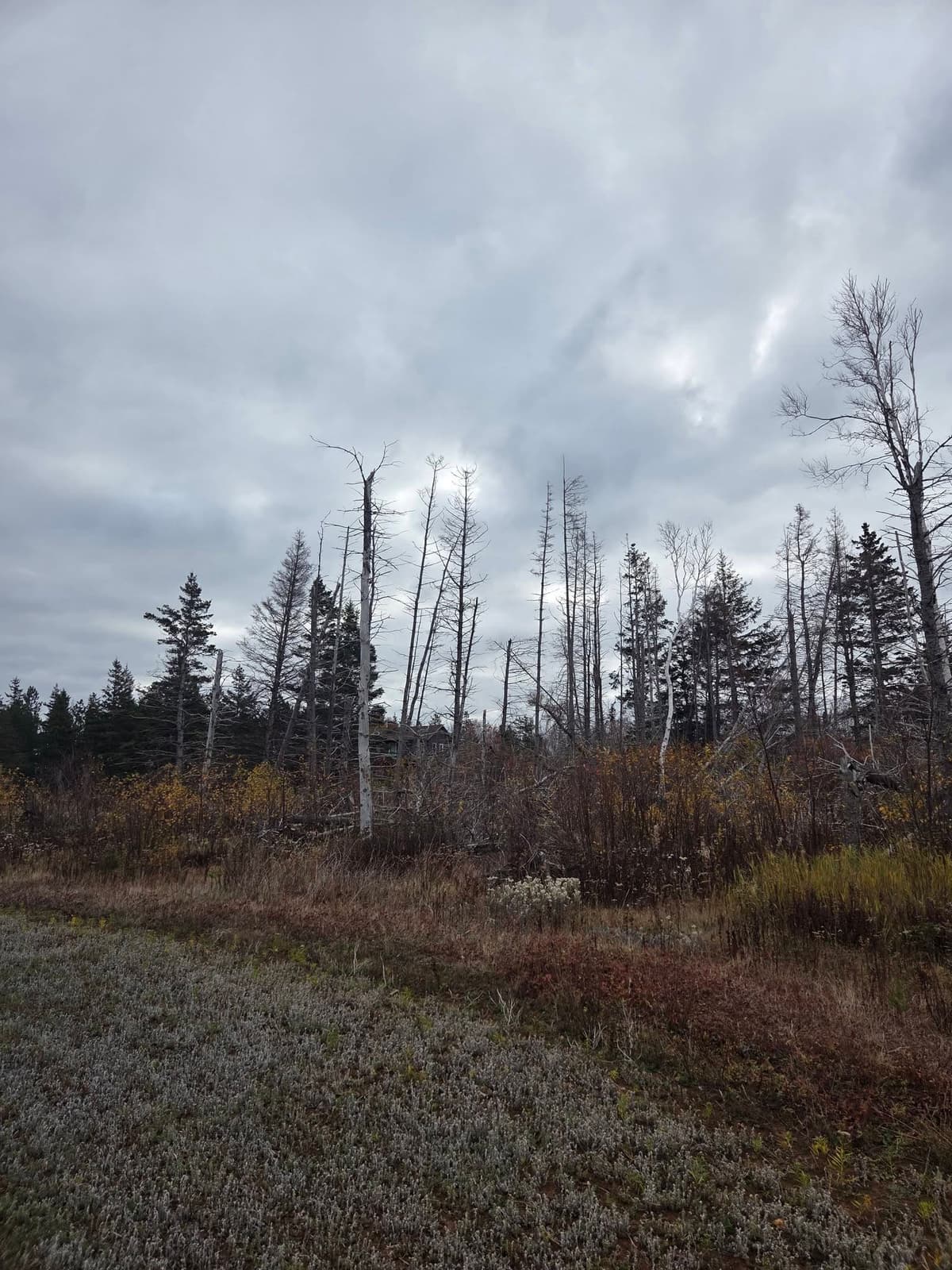 Ground-level view of low branches and woodland edge growth