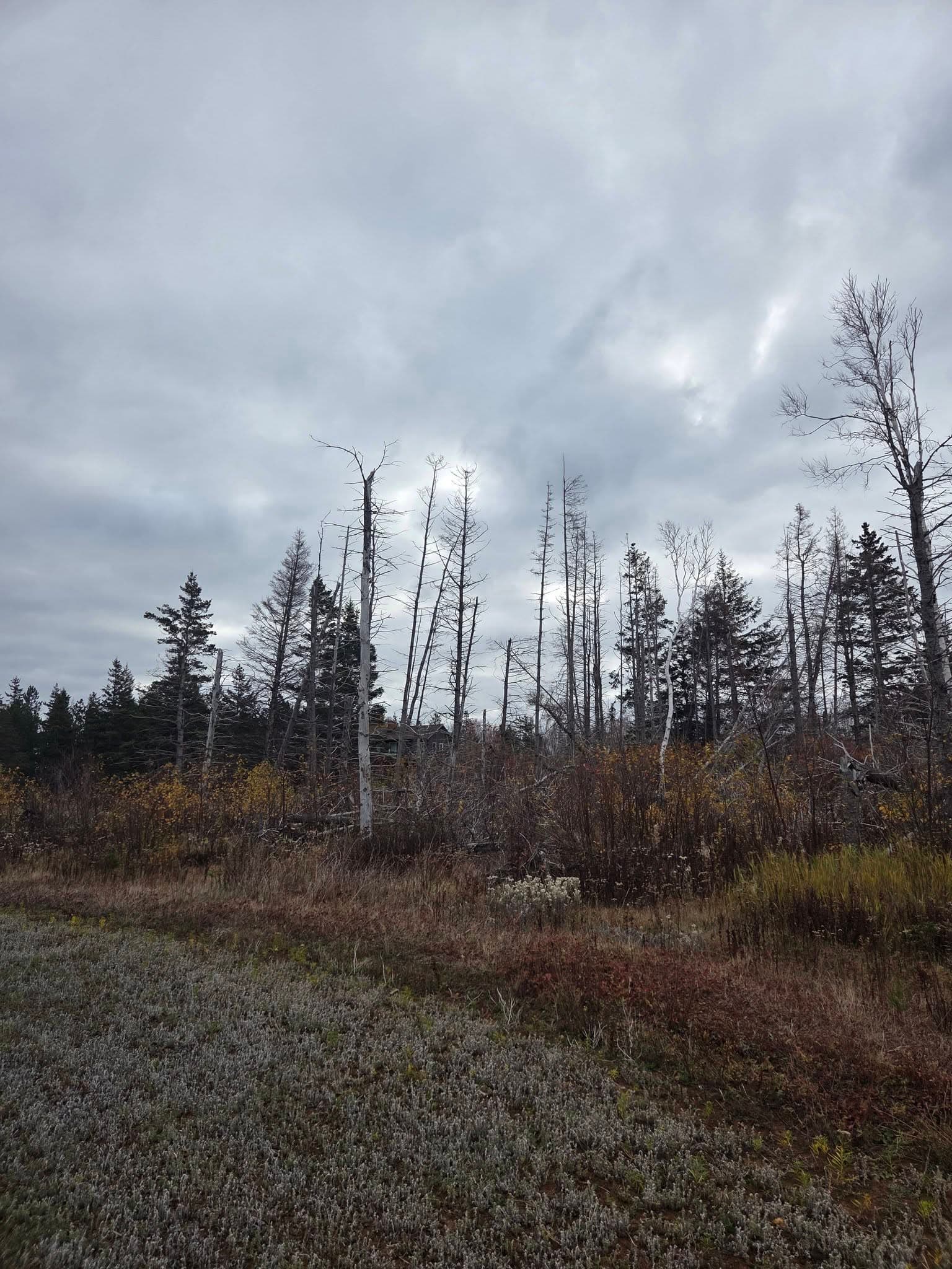 Backyard hazard tree removal in PEI before